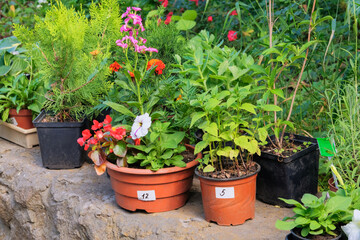 Seedlings in containers on sale in garden store in spring. Bushes and  flowers in pots in local market. Flowers delivery.