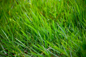Fresh green grass background 