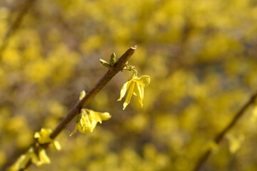 Weeping forsythia