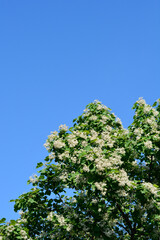 Common catalpa