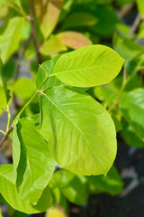 Magnolia Yellow River