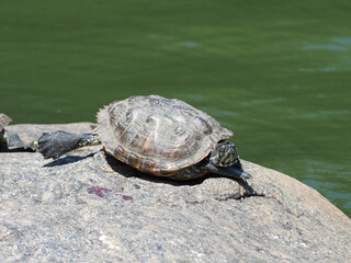 Turtle's in Central Park, New York.