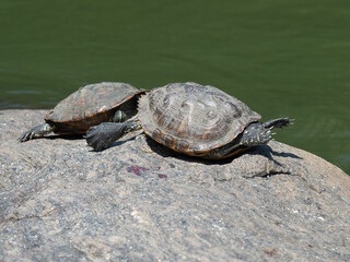 Turtle's in Central Park, New York.