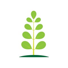 Moringa leaf logo illustration vector design