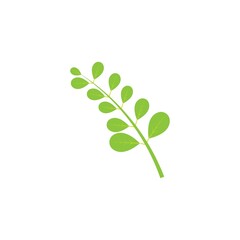 Moringa leaf logo illustration vector design