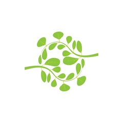 Moringa leaf logo illustration vector design