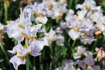 white and yellow flowers