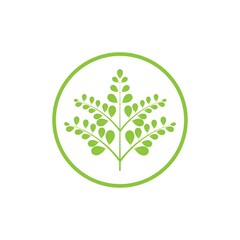 Moringa leaf logo illustration vector design