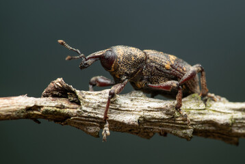 Beetle Large pine weevil