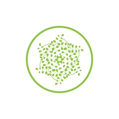 Moringa leaf logo illustration vector design