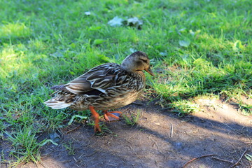 duck and ducklings
