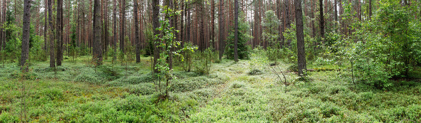 Landscape of Belarus - pine forest