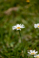 daisies in the garden