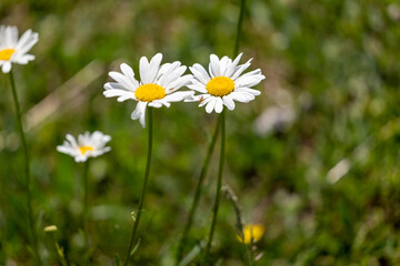 daisies in the grass