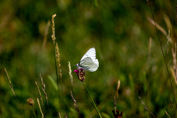 butterfly on a flower