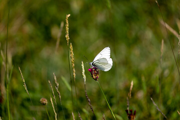 butterfly on grass