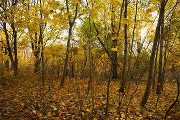 autumn in the park, season