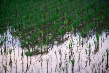 夕日に面した田んぼ