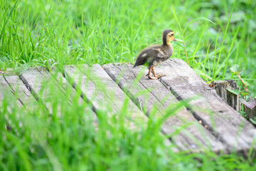 鴨の雛　カルガモ