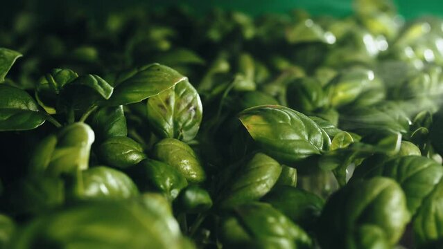 fresh basil leaves in the greenhouse