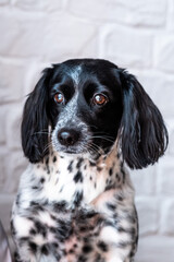 Cocker spaniel dog with long floppy black ears.