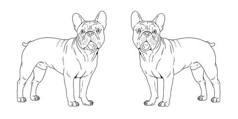 Cute french bulldog drawing. Isolated illustration for coloring book with the sweet dog.	