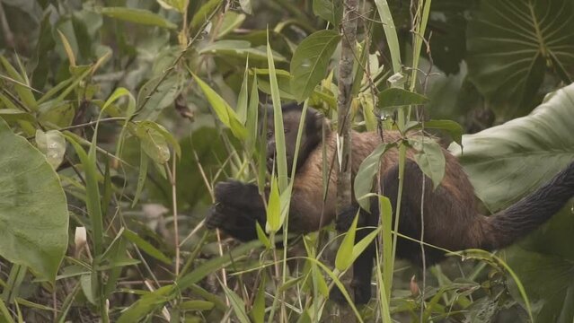 Tufted Capuchin Monkey Eating Plants Then Jump Away From A Tree In The Rainforest. - tracking