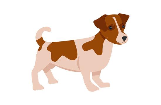 Dog vector illustration. Jack russell terrier isolated on a white background.