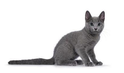 Well typed Russian Blue cat kitten, sitting up side ways. Head turned to camera but looking up with eye roll. Isolated on a white background.