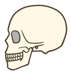 頭蓋骨、ドクロ、人体の頭の骨、側面、クリーム色 © タカボーン