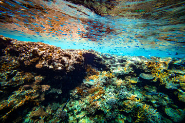 Underwater coral reef on the red sea