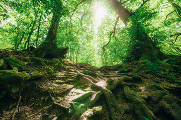 spring forest trees. nature green wood sunlight backgrounds..