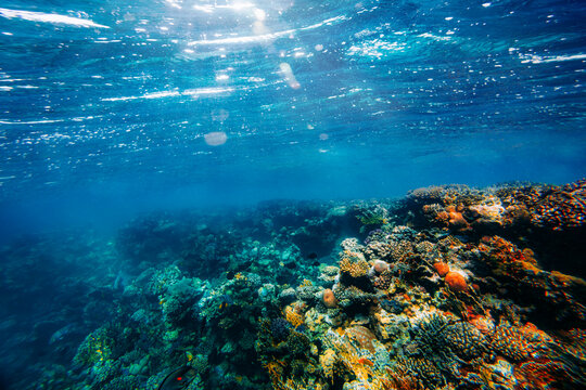 Panorama Underwater coral reef on the red sea