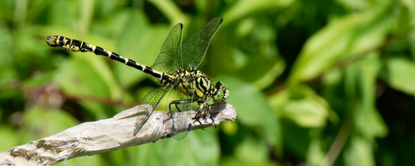 Gomphe à crochets - Onychogomphus uncatus