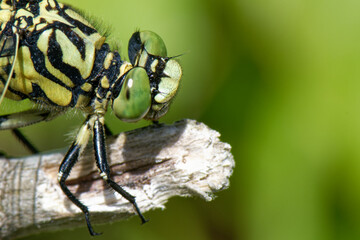 Gomphe à crochets - Onychogomphus uncatus