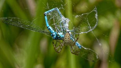 Argiope - agrion jouvencelle - prédation dans une toile  