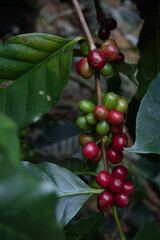 Coffee beans ripening on coffee tree in thailand