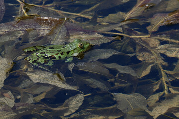 Grenouille rieuse  - Pelophylax ridibundus
