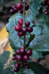 Coffee beans ripening on coffee tree in thailand