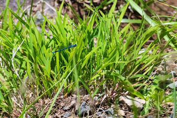 綺麗な水色のルリイトトンボ