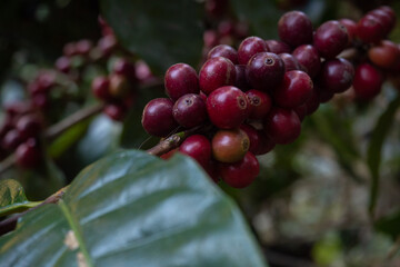 Coffee beans ripening on coffee tree in thailand