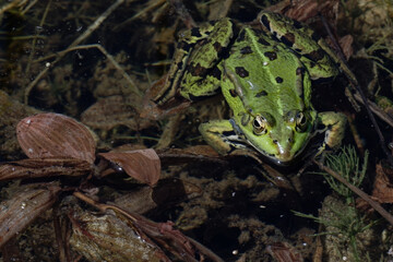 Grenouille rieuse  - Pelophylax ridibundus
