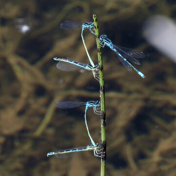 Agrion jouvencelle - accouplement - ponte - reproduction