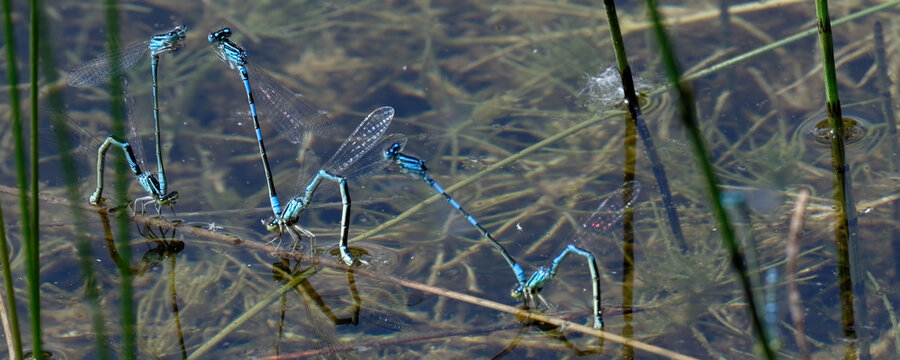 Agrion jouvencelle - accouplement - ponte - reproduction