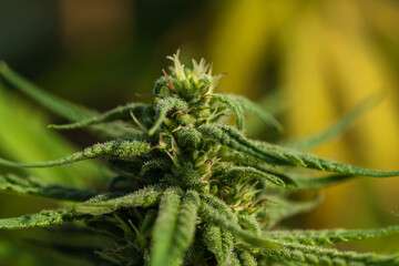 Closeup mature Cannabis flowers in marijuana research farm