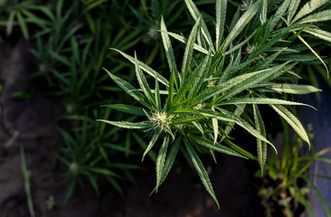 Closeup fresh Cannabis flowers and leaves in Marijuana research farm