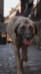 Obraz premium Dogs of Istanbul