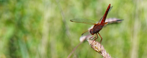 Crocothemis erythraea - mâle mature