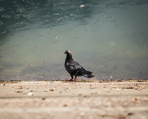 pigeon on the stone