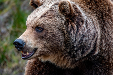 Close up big brown bear in spring forest